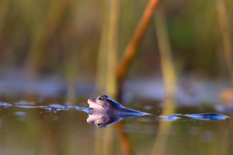 Moorfrosch im Abendlicht 