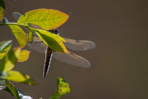 Libelle nach dem Schlupf