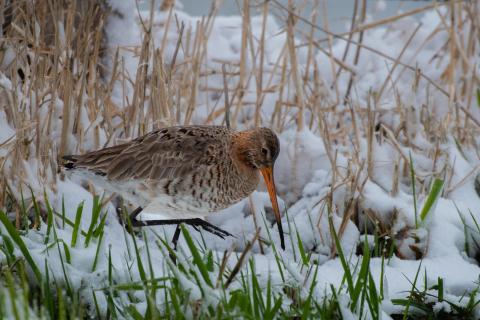 Uferschnepfe im Schnee