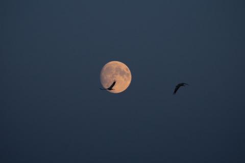 Vollmond Nacht