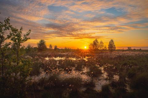 Wollgrasblüte im Moor zum Sonnenuntergang