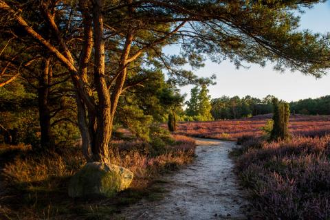Im Bann der blühenden Heide