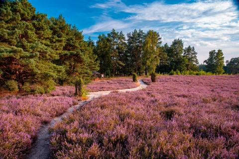 Heideblüte Kulturlandschaft im kräftigen Violett