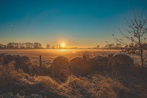 Frostiger Morgen in der Dümmerniederung