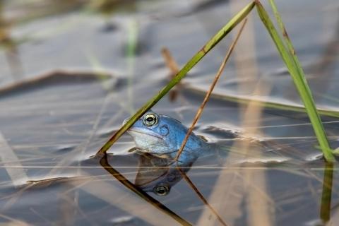 Moorfrosch