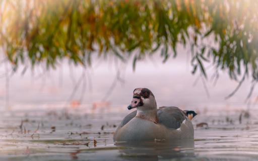 Nilgans im Morgennebel