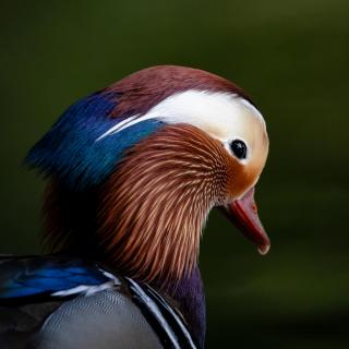 Mandarinente im Portrait