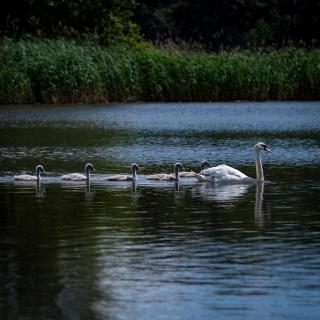 Familienausflug der Schwäne