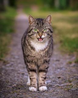 Misstrauische Katze