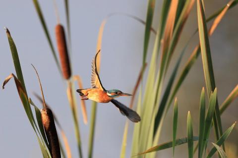 Fliegendes Farbwunder