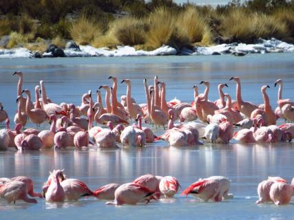 Bolivien Laguna Colorada Altiplano
