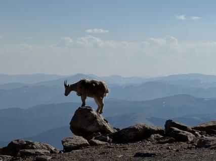 Mountaingoat