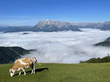 Lonely Cow