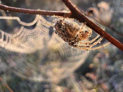 Eisige Spinne