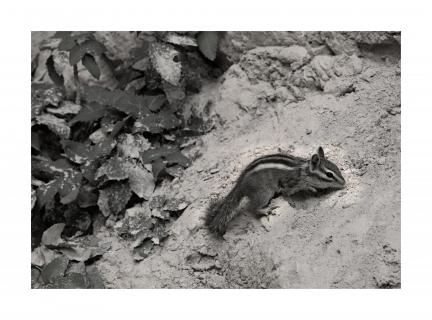 Squirrel auf Futtersuche