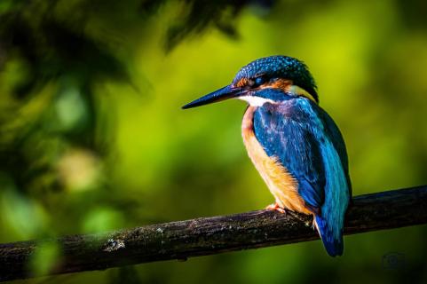 Eisvogel