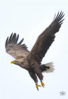 Seeadler