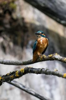 Eisvogel