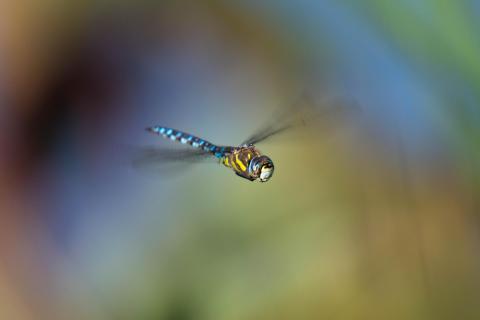 Flugakrobat