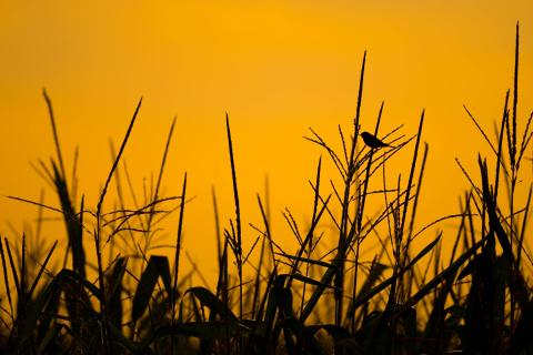 Silhouette