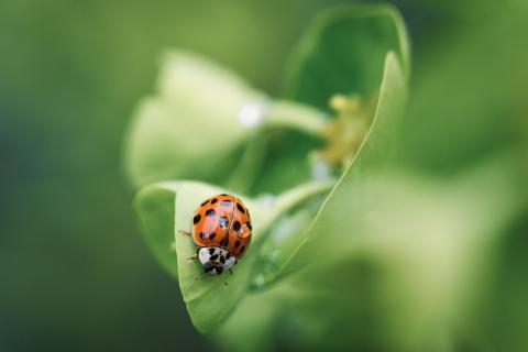 Punkte der Natur