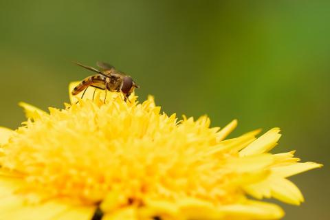 Schwebfliege