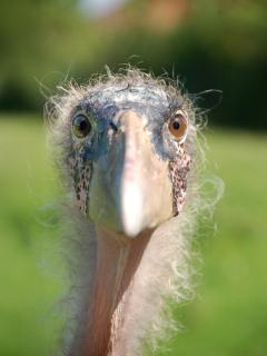 Marabu
