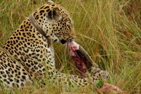 1 Leopard mit Python im QENP_Uganda