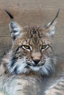 Luchs