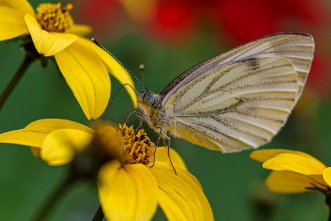 Weissling im Blumenbeet