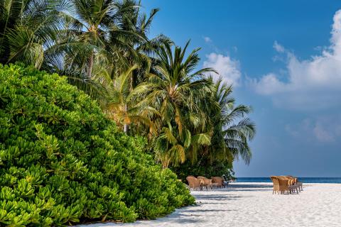 Tropical Bliss