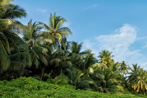 Island Serenity