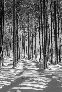 Linien