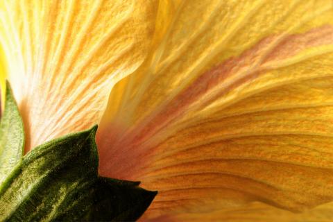 Hibiskus