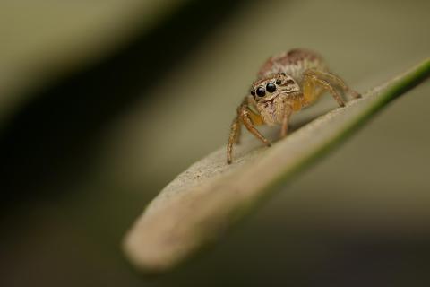Springspinne