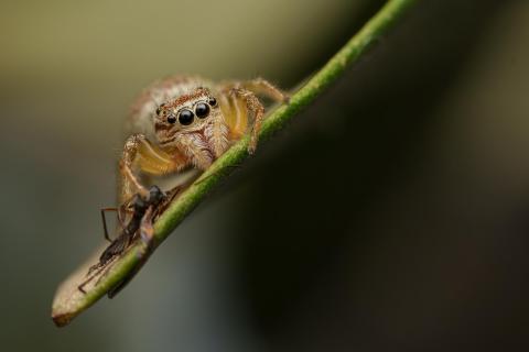 Springspinne mit Beute