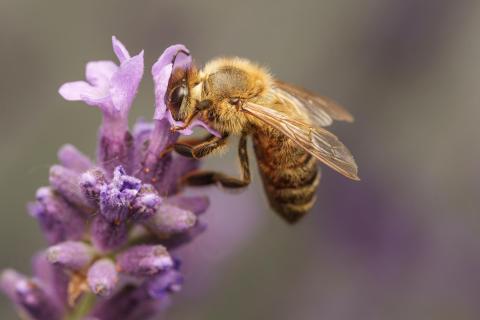 Biene im Lavendel