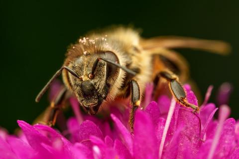 Biene auf Witwenblume