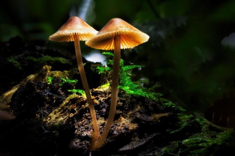 Mushroom twins