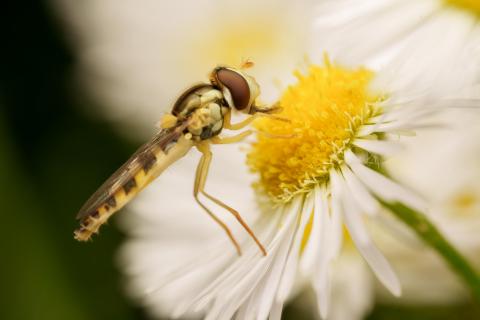 Schwebfliege
