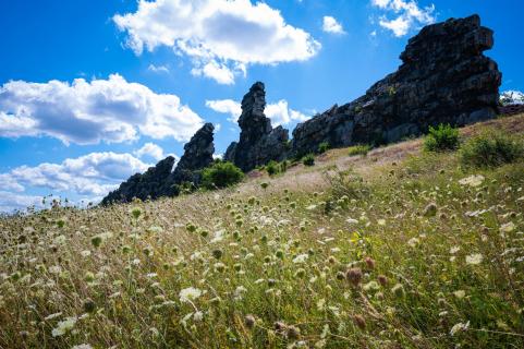 Teufelsmauer in Blüte