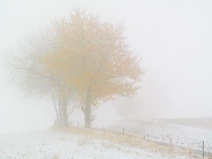 Bäume im Nebel