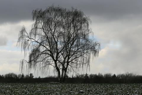 Drei Birken am Rande