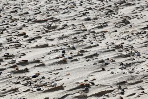 Steine und Muscheln mit Winschatten