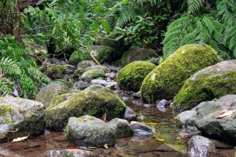 Wald 