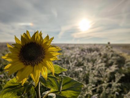 Sonnenblume 