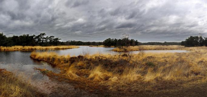 Torfmoor Buurserzand