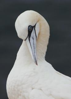 Basstölpel auf Helgoland 