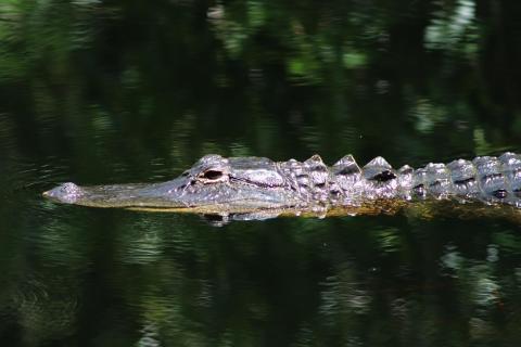 Alligator 