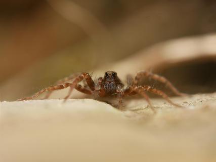 Pardosa lugubris